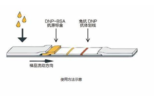 因?yàn)楠?dú)立,所以強(qiáng)大——優(yōu)質(zhì)的獨(dú)立C線質(zhì)控系統(tǒng)DNP抗原抗體 因?yàn)楠?dú)立,所以強(qiáng)大——優(yōu)質(zhì)的獨(dú)立C線質(zhì)控系統(tǒng)DNP抗原抗體