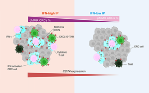 Cancer Cell:蛋白水平預(yù)測腸癌免疫治療反應(yīng)