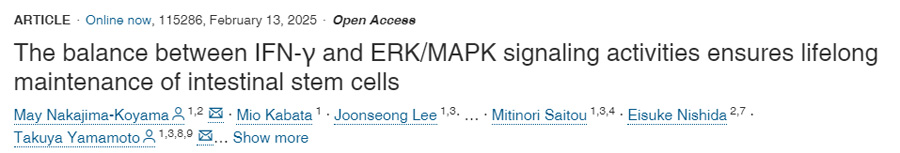 IFN-γ和ERK/MAPK信號(hào)傳導(dǎo)活性之間的平衡確保了腸道干細(xì)胞的終身維持 IFN-γ和ERK/MAPK信號(hào)傳導(dǎo)活性之間的平衡確保了腸道干細(xì)胞的終身維持