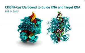 RNA切割用重組CRISPR-Cas13a蛋白 RNA切割用重組CRISPR-Cas13a蛋白
