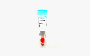 R-藻紅蛋白標記鏈霉親和素(PE-SA) R-藻紅蛋白標記鏈霉親和素(PE-SA)