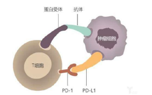 西寶生物提供各類小分子抑制劑 西寶生物提供各類小分子抑制劑