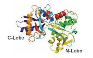 Bovine Transferrin 牛轉鐵蛋白 - 生物制品無血清培養基關鍵添加劑 Bovine Transferrin 牛轉鐵蛋白 - 生物制品無血清培養基關鍵添加劑
