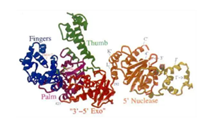 高保真性 高純度耐熱sTaq DNA Polymerase 高保真性 高純度耐熱sTaq DNA Polymerase