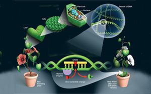 Nature子刊:“隱形”染色體傳遞積極性狀的可利用性 Nature子刊:“隱形”染色體傳遞積極性狀的可利用性