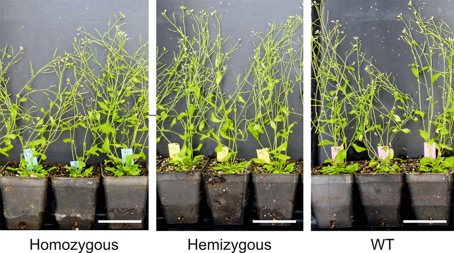 純合、半合和野生植物的表型分析 純合、半合和野生植物的表型分析