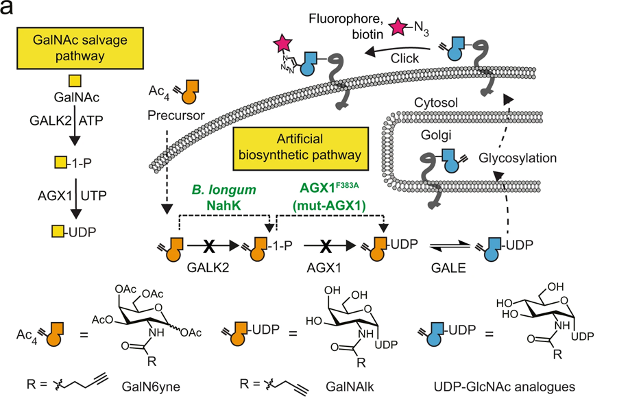 用于化學標記UDP-GalNAc/GlcNAc類似物的人工生物合成途徑的開發 用于化學標記UDP-GalNAc/GlcNAc類似物的人工生物合成途徑的開發