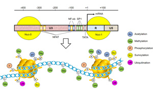 Nature Microbiology:艾滋病毒是如何潛行躲避藥物和免疫逃逸的 Nature Microbiology:艾滋病毒是如何潛行躲避藥物和免疫逃逸的