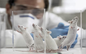 PNAS:最新發現!常見的甜味劑阿斯巴甜或與焦慮癥發生直接相關 PNAS:最新發現!常見的甜味劑阿斯巴甜或與焦慮癥發生直接相關