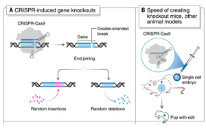 《科學》:諾獎得主解讀 CRISPR 的十年 《科學》:諾獎得主解讀 CRISPR 的十年
