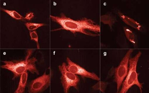 Nature Methods：新的亮紅色熒光蛋白
