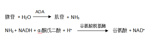腺苷脫氨酶(ADA)谷氨酸脫氫酶法檢測(cè)原理 腺苷脫氨酶(ADA)谷氨酸脫氫酶法檢測(cè)原理
