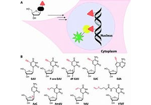 “非凡的”促腦肽——MIT科學家發現逆轉阿爾茨海默病的方法 “非凡的”促腦肽——MIT科學家發現逆轉阿爾茨海默病的方法