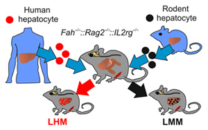 Science Advances:肝細(xì)胞影響生物鐘的又一證據(jù) Science Advances:肝細(xì)胞影響生物鐘的又一證據(jù)