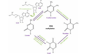 Cell:染色質重塑是DNA甲基化的表觀遺傳基礎