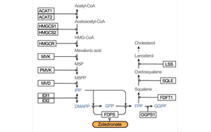 Nature:利用CRISPR,終于弄清楚了一種獨特的免疫細胞是如何識別并摧毀腫瘤的