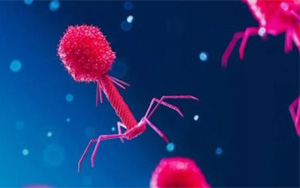 Nature:科學家發(fā)現病毒對抗細菌CRISPR免疫系統(tǒng)的全新方式