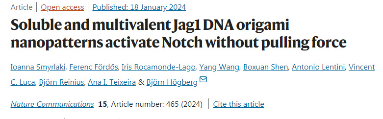 可溶性多價(jià)Jag1DNA折疊納米模板在沒有外力作用下激活細(xì)胞受體Notc 可溶性多價(jià)Jag1DNA折疊納米模板在沒有外力作用下激活細(xì)胞受體Notc