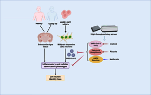 Cell Stem Cell：SARS-CoV-2可以感染多巴胺神經元，導致衰老