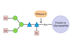 PNGase F——精準N糖分析工具,助力糖生物學研究