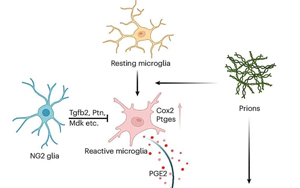 《Nature Neuroscience》能抵抗朊病毒的細胞有什么特征?
