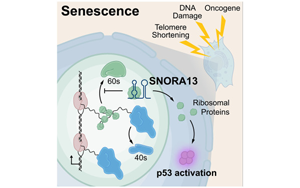 一個核仁小分子RNA在調節細胞衰老的作用:SNORA13是多種衰老必需的