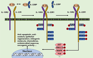 PNAS:影響腸道微生物群健康和對(duì)細(xì)菌感染反應(yīng)的蛋白質(zhì)